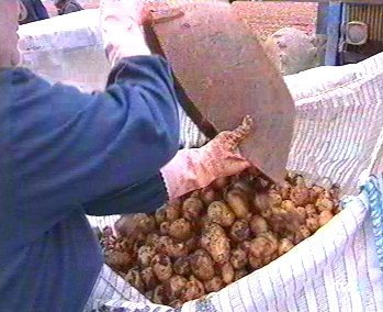 patatas 13  LABRANZA